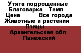 Утята подрощенные “Благоварка“,“Темп“ › Цена ­ 100 - Все города Животные и растения » Птицы   . Архангельская обл.,Пинежский 